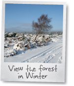 New Forest winter gallery